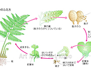 図版15_on