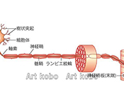 図版20