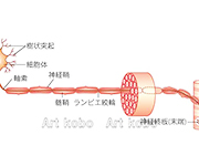 図版20_on