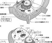 図版23