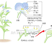 図版4_on