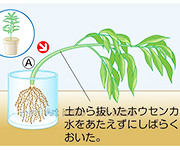 図版20_on