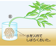 図版21_on