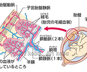 図版1