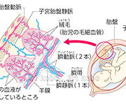 図版1_on