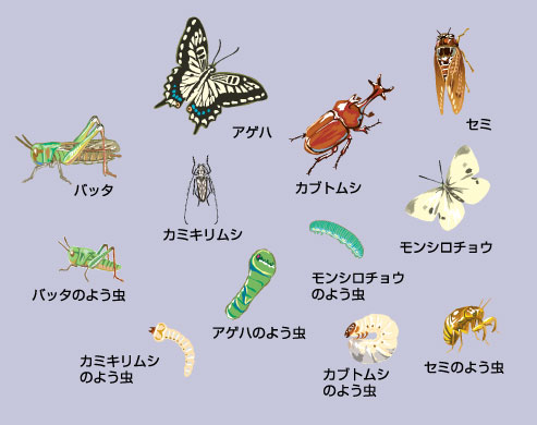 浜学園 小3 はじめての理科 第1〜5回 生物I/II(昆虫/植物)/豆電球/太陽とかげ/磁石 2020 計5冊 015s2D Amazon.co.jp: WU26-059 浜学園 小3 はじめての理科 生物I/II