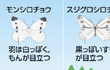 モンシロチョウ
