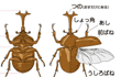 カブトムシ