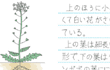 植物の観察日誌