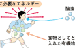 生命に必要なエネルギー