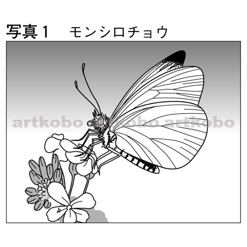 Web教材イラスト図版工房 理 08 鳥取 問 08 01