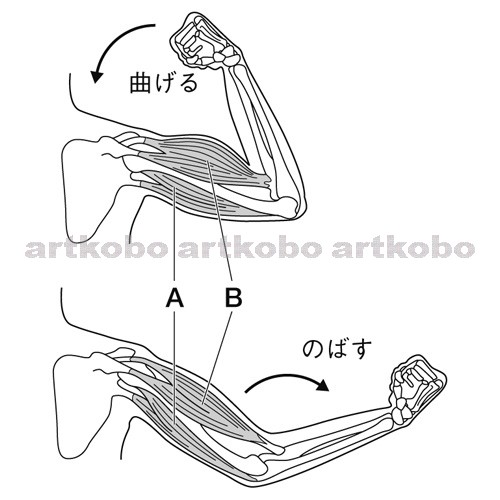 Web教材イラスト図版工房 理 09 茨城 問 01 01