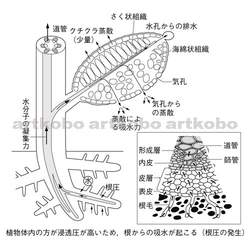 Web教材イラスト図版工房 R Bi 植物の生活と光合成 11