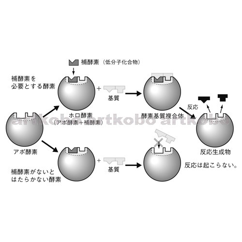 Web教材イラスト図版工房 R Bi 生体機能とタンパク質 21