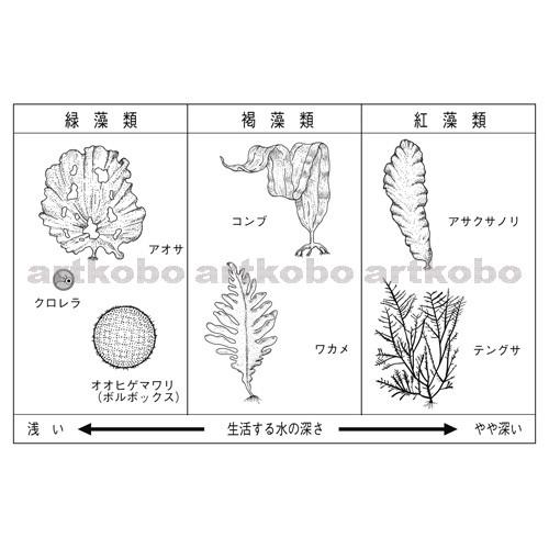 Web教材イラスト図版工房 生物の分類と系統