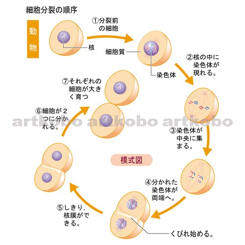 Web教材イラスト図版工房 R C2 生物と細胞 14