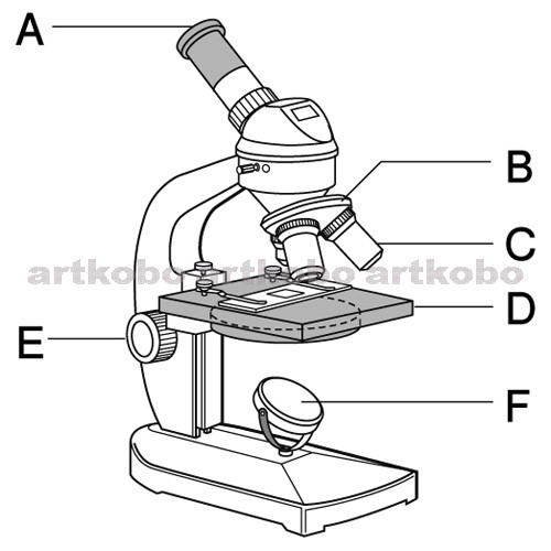Web教材イラスト図版工房 R C2m ステージ上下式顕微鏡 6