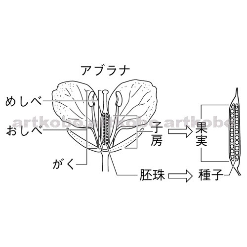 Web教材イラスト図版工房 R C2m アブラナの花のつくりと果実のでき方 1
