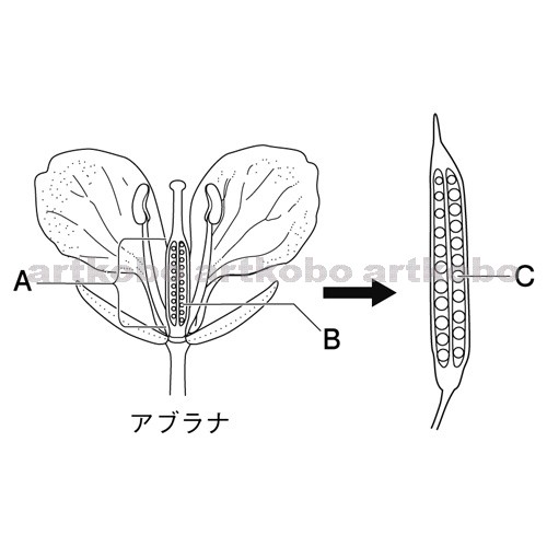 Web教材イラスト図版工房 R C2m アブラナの花のつくりと果実のでき方 2
