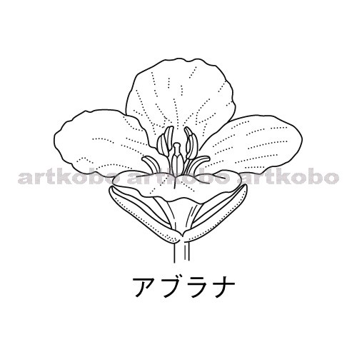 Web教材イラスト図版工房 R C2m アブラナの花のつくり 3