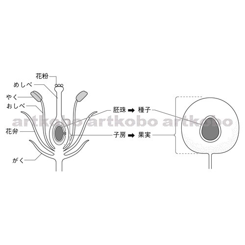 Web教材イラスト図版工房 R C2m 被子植物の花のつくりと果実のでき方 4