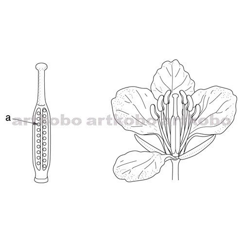 Web教材イラスト図版工房 R C2m アブラナの花のつくりとめしべ