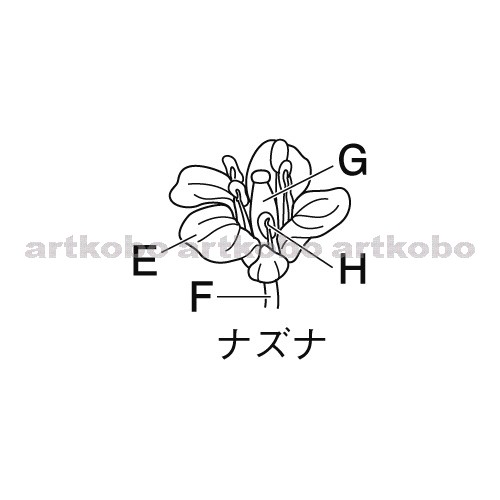 Web教材イラスト図版工房 R C2m ナズナの花のつくり 2