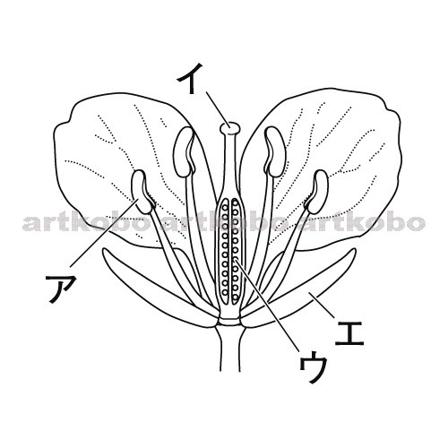 Web教材イラスト図版工房 R C2m アブラナの花のつくりとめしべの断面 2