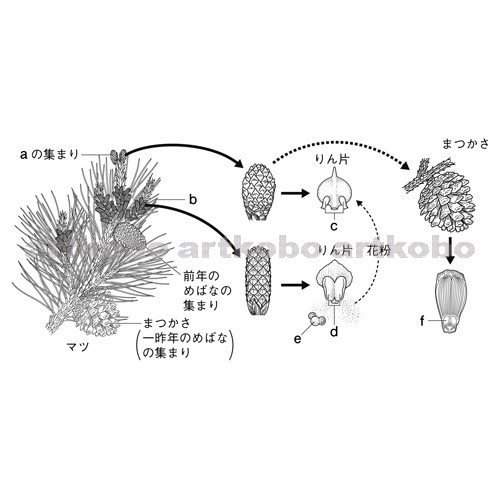 Web教材イラスト図版工房 R C2m マツの花のつくりと種子のでき方 2