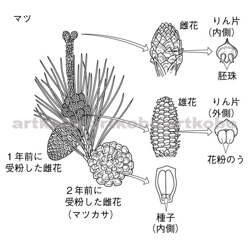 Web教材イラスト図版工房 R C2m マツの花のつくりと種子のでき方 3