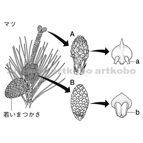 Web教材イラスト図版工房 裸子植物の花のつくり