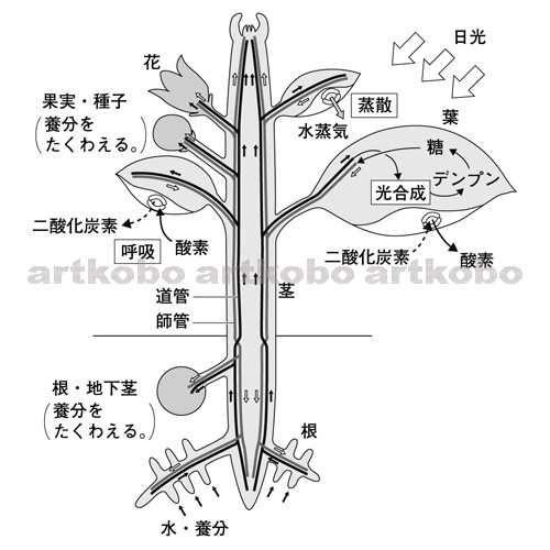 Web教材イラスト図版工房 R C2m 植物のつくりとはたらきの模式図