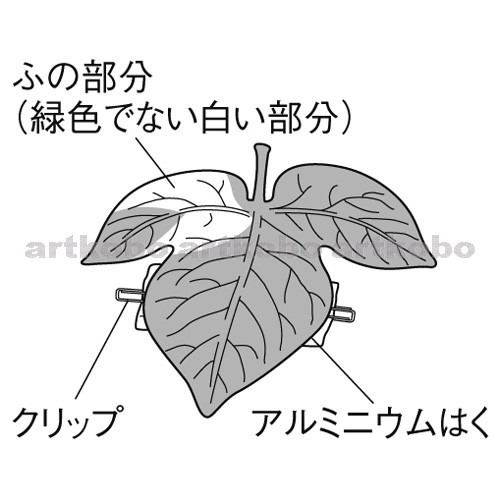 Web教材イラスト図版工房 R C2m ふ入りのアサガオの葉で光合成を調べる
