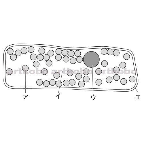 Web教材イラスト図版工房 R C2m オオカナダモの葉の細胞と葉緑体