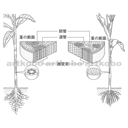 Web教材イラスト図版工房 R C2m ホウセンカとトウモロコシの茎の横断面 1