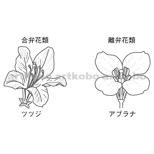 Web教材イラスト図版工房 R C2m 合弁花類と離弁花類の花の特徴 1