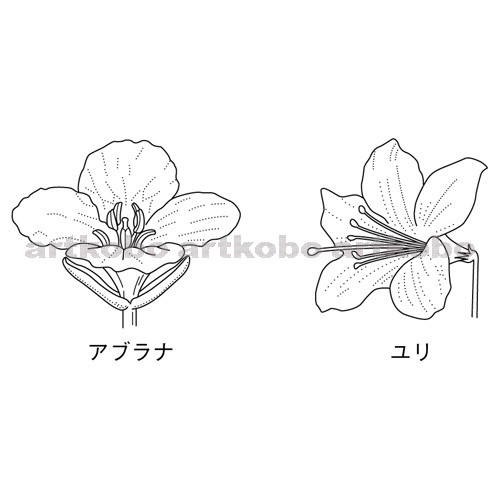 Web教材イラスト図版工房 R C2m 離弁花類と合弁花類の花の特徴