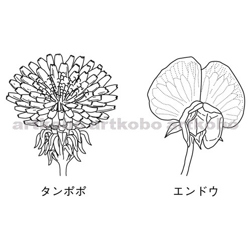 Web教材イラスト図版工房 R C2m 合弁花類と離弁花類の花の特徴 2