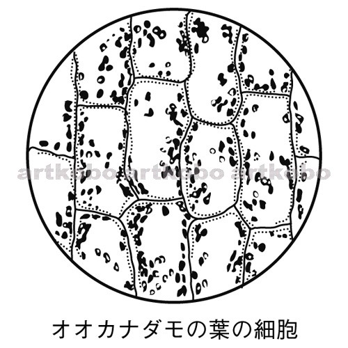 Web教材イラスト図版工房 生物の細胞