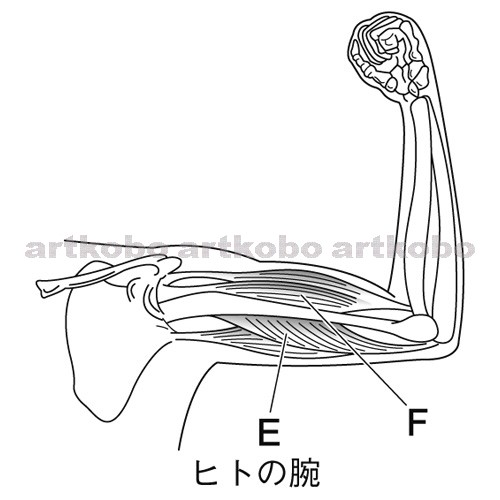 Web教材イラスト図版工房 R C2m ヒトの腕の骨格と筋肉