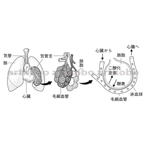 Web教材イラスト図版工房 R C2m ヒトの肺と肺胞での気体のやりとり 1