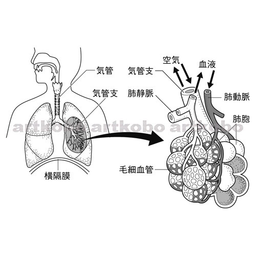 Web教材イラスト図版工房 R C2m ヒトの肺と肺胞での気体のやりとり 3