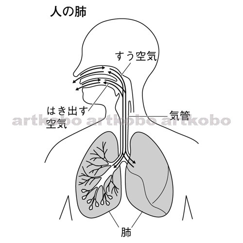 Web教材イラスト図版工房 R C2m ヒトの肺のつくり