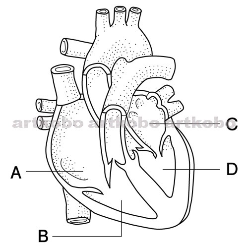 Web教材イラスト図版工房 R C2m ヒトの心臓のつくり 1