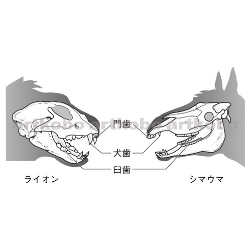 Web教材イラスト図版工房 R C2m 草食動物と肉食動物の頭骨と歯 2