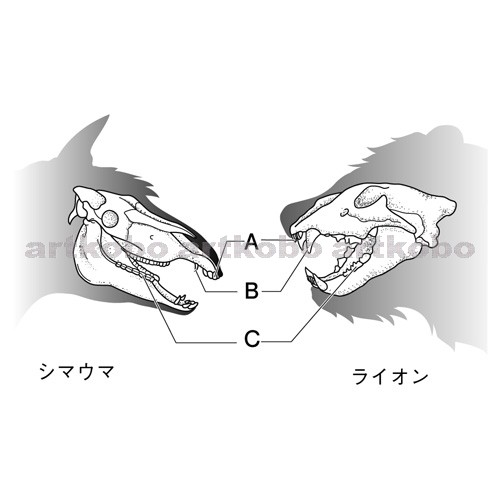 Web教材イラスト図版工房 R C2m 草食動物と肉食動物の頭骨と歯 3