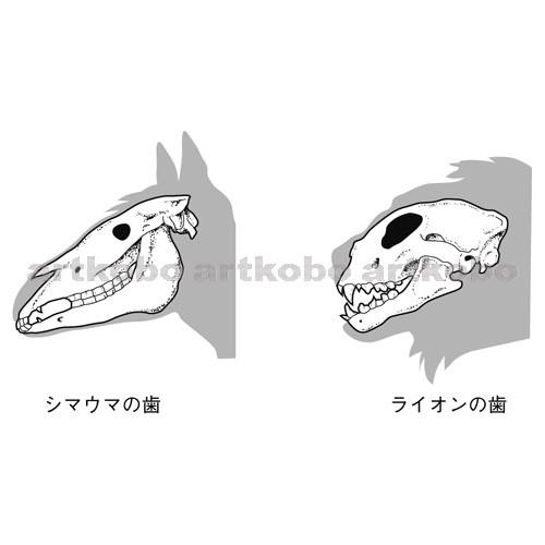 Web教材イラスト図版工房 R C2m 草食動物と肉食動物の頭骨と歯 7
