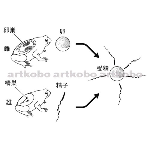 Web教材イラスト図版工房 R C2m カエルの受精 1
