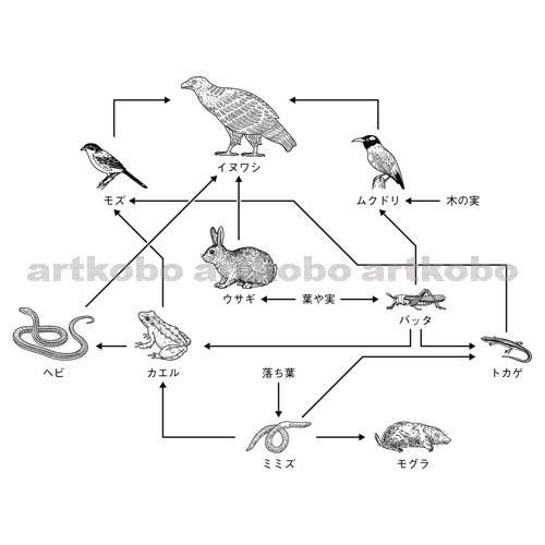 Web教材イラスト図版工房 R C2m 陸上の生物の食物網