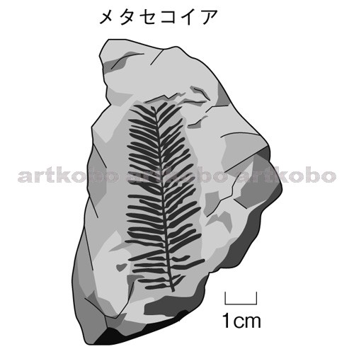 Web教材イラスト図版工房 R C2m 示準化石 メタセコイア
